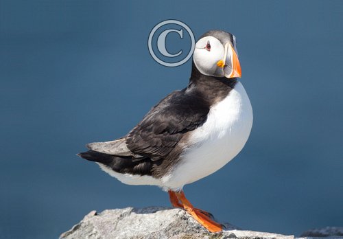 Puffin DM1491